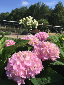 Annabelle Hydrangea