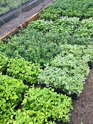 varietyofgroundcover