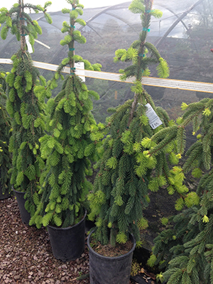 weeping-norway-spruce