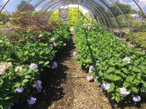 Hydrangeas at Bruce Nurseries