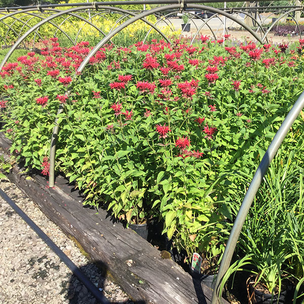 Jacob Cline Bee balm