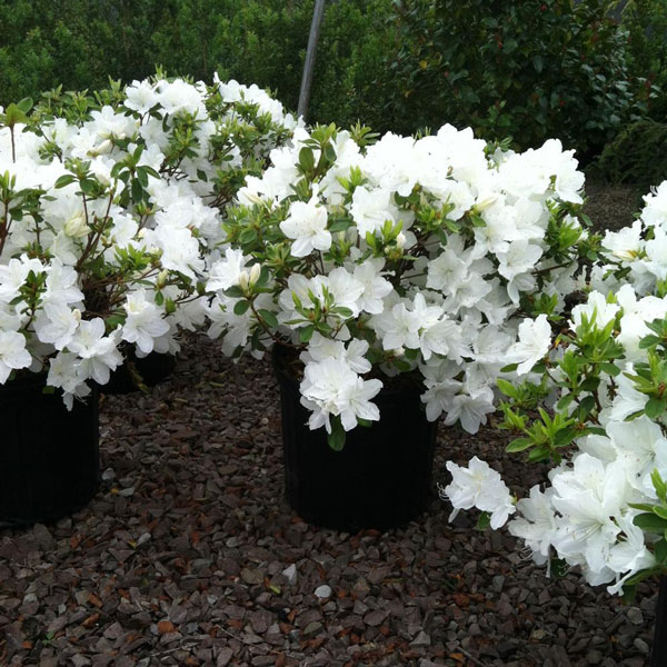 Delaware White Azalea