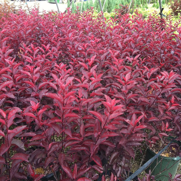 PurpleLeafSandCherry