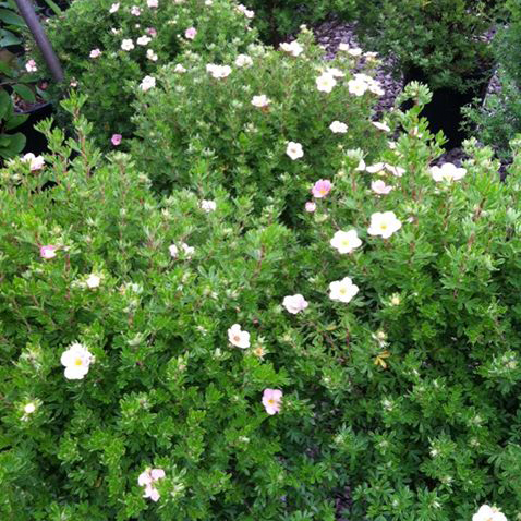 Pink Beauty Potentilla