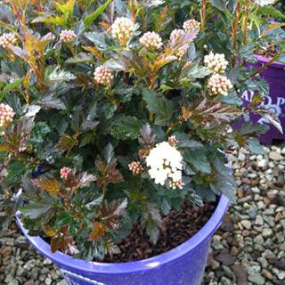 Dwarf Purple Ninebark