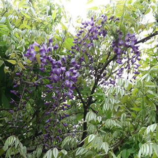 BlueVineWisteria