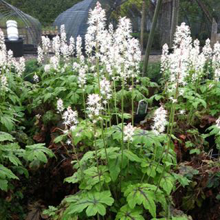 Tiarella