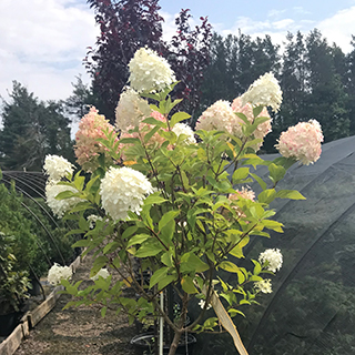 TreeformHydrangeaFor
