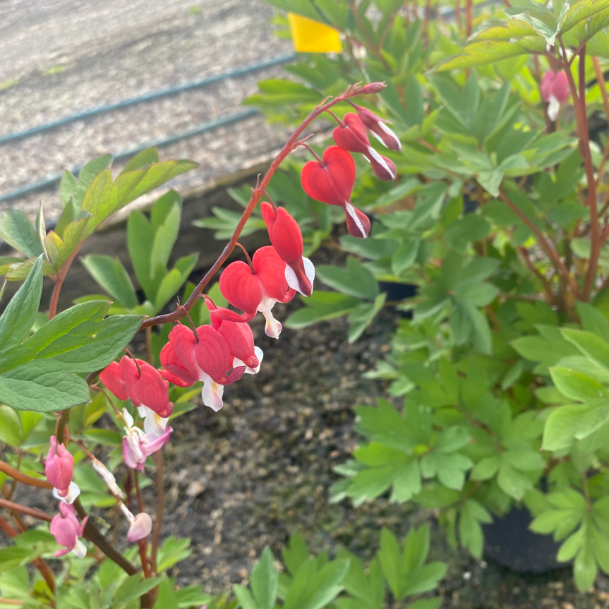 ValentineBleedingHeart