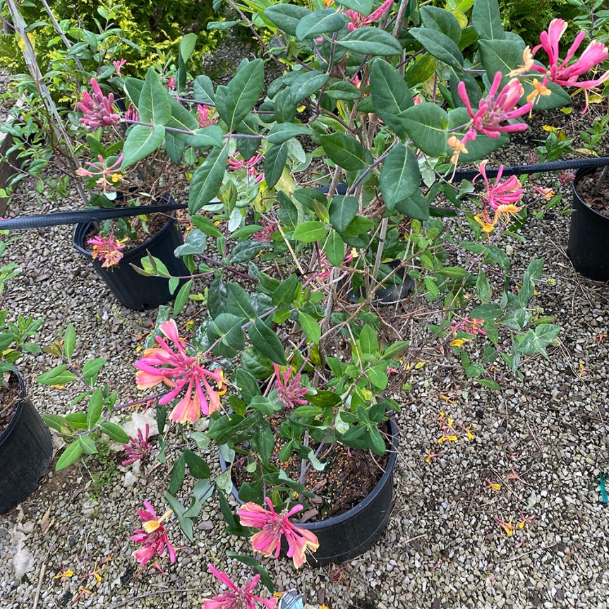 Goldflame honeysuckle