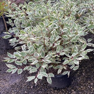 Variegated Red Twig Dogwood