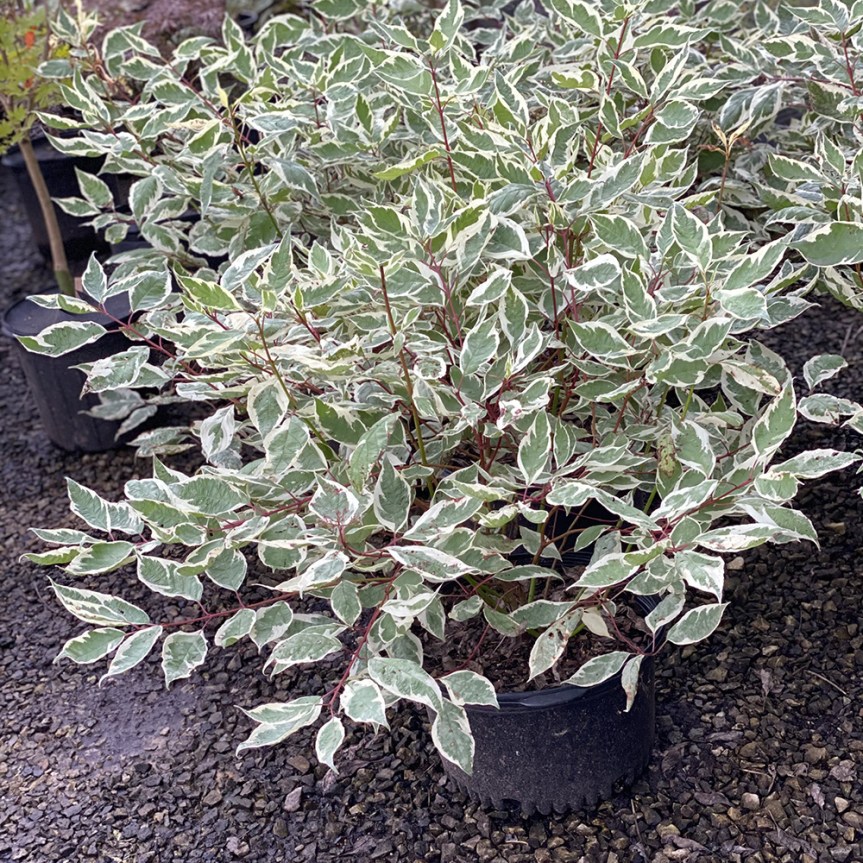 Variegated Red Twig Dogwood