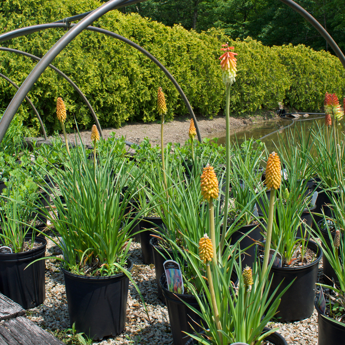 Flamenco - Red Hot Poker